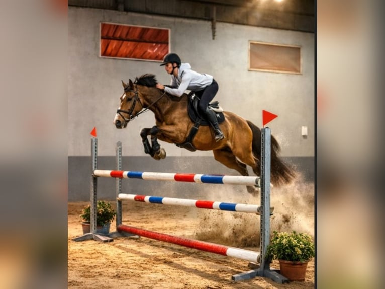 Cheval de sport espagnol Hongre 16 Ans 60 cm Isabelle in Vigo