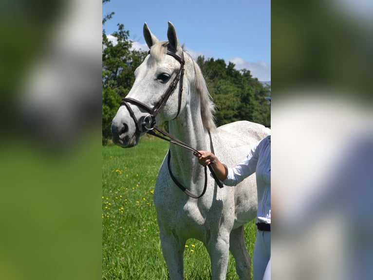 Cheval de sport espagnol Hongre 16 Ans Gris in Sant Cugat Del Valles