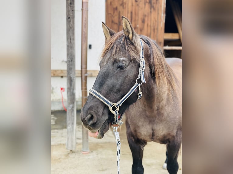 Cheval de sport espagnol Croisé Hongre 17 Ans 155 cm Bai brun in Emmertingrt