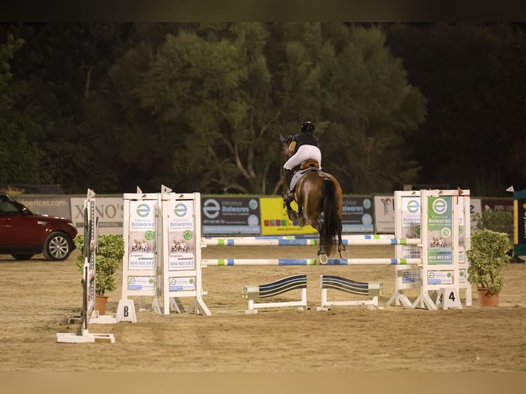 Cheval de sport espagnol Hongre 17 Ans 165 cm Bai brun in Inca