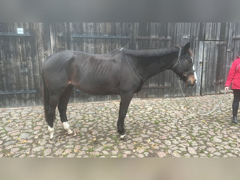 Cheval de sport espagnol Hongre 18 Ans 158 cm Bai brun in Bentzin