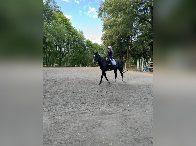 Cheval de sport espagnol Hongre 18 Ans 158 cm Bai brun in Bentzin