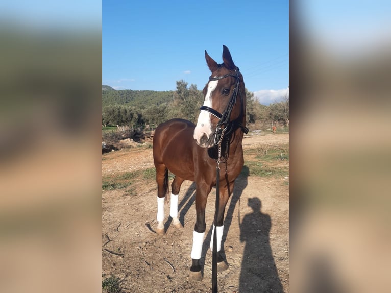 Cheval de sport espagnol Hongre 18 Ans 165 cm Bai in Cabaneta (Sa) Cheval de sport espagnol Hongre 18 Ans 165 cm Bai in Cabaneta (Sa)