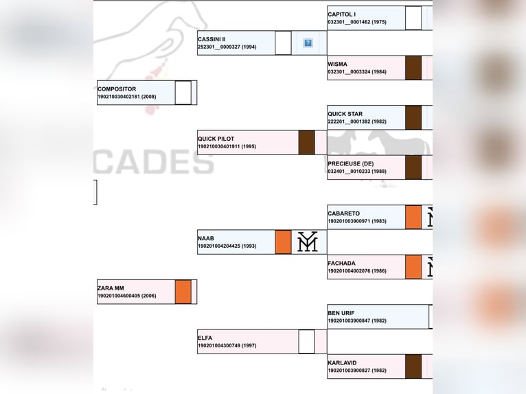Cheval de sport espagnol Hongre 1 Année 150 cm Gris moucheté in Vila De Cruces