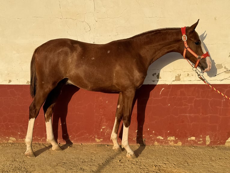 Cheval de sport espagnol Hongre 1 Année 167 cm Alezan in Carmona