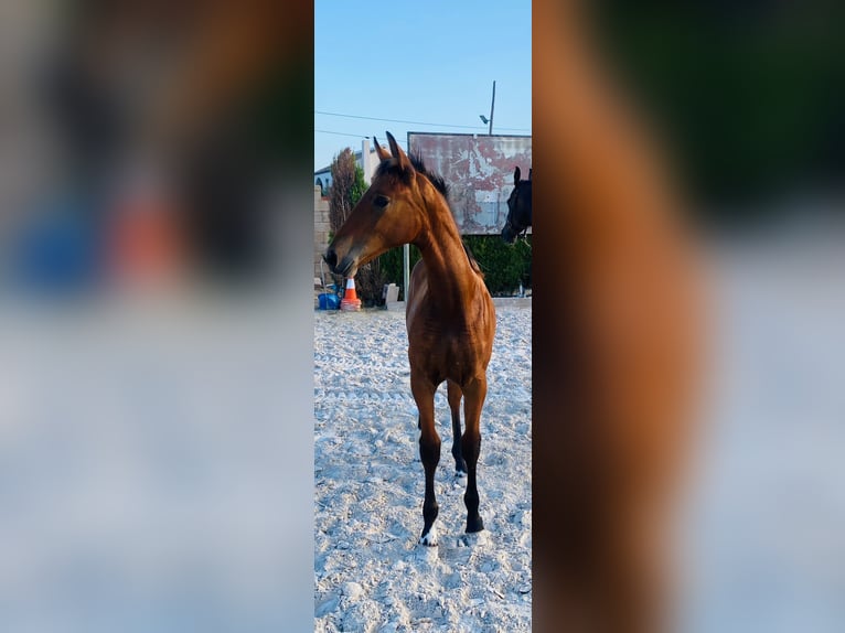 Cheval de sport espagnol Hongre 1 Année Bai clair in Almafra (Zona)