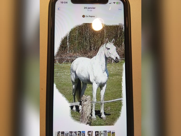 Cheval de sport espagnol Hongre 20 Ans 168 cm Gris in Thourotte