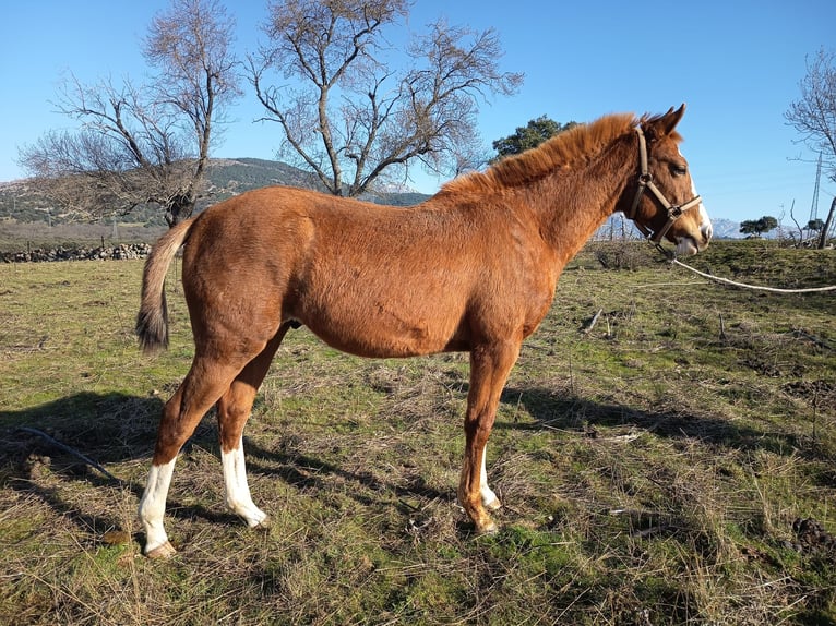 Cheval de sport espagnol Croisé Hongre 2 Ans 147 cm Alezan in Collado Villalba