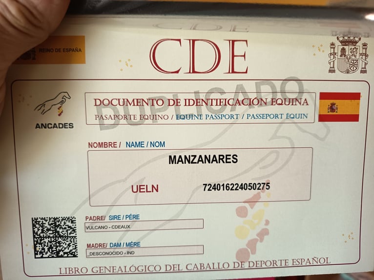 Cheval de sport espagnol Croisé Hongre 2 Ans 147 cm Alezan in Collado Villalba