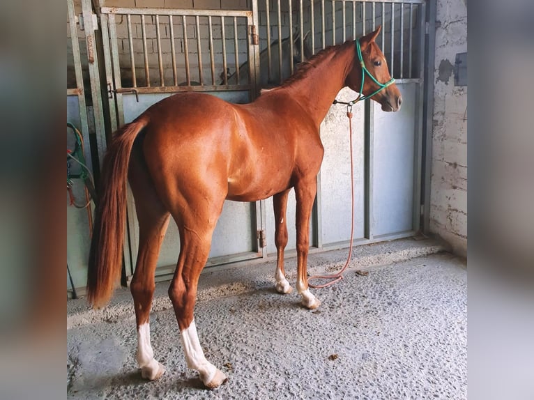 Cheval de sport espagnol Hongre 2 Ans 156 cm Alezan in Bormujos