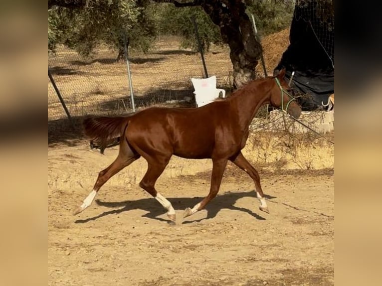 Cheval de sport espagnol Hongre 2 Ans 156 cm Alezan in Bormujos