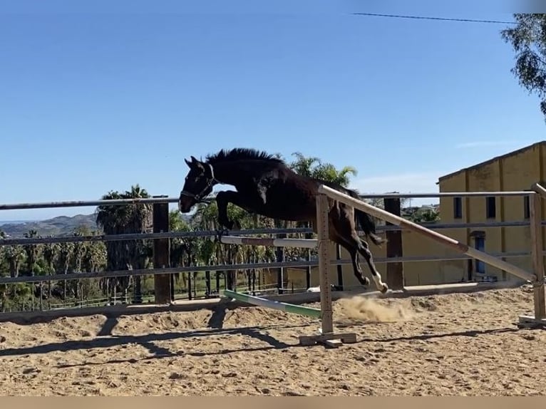 Cheval de sport espagnol Hongre 2 Ans 158 cm Noir in Mijas