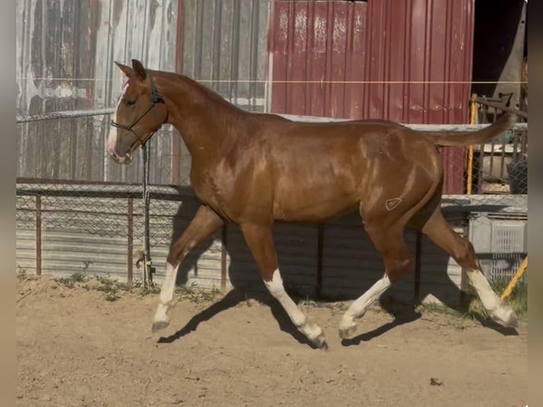 Cheval de sport espagnol Hongre 2 Ans 161 cm Alezan in Tordesillas