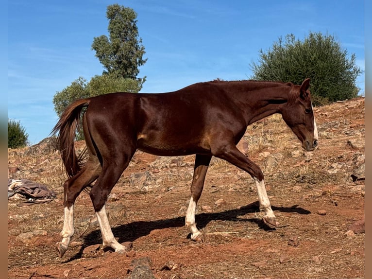 Cheval de sport espagnol Hongre 2 Ans Alezan in Linares