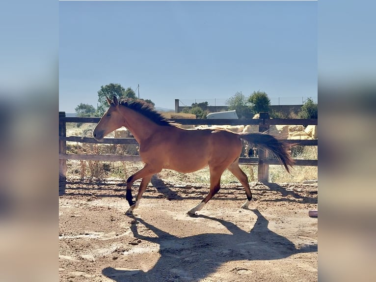 Cheval de sport espagnol Hongre 3 Ans 158 cm Bai brun in Salamanca