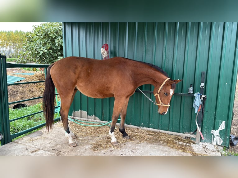 Cheval de sport espagnol Hongre 3 Ans 158 cm Bai brun in Salamanca