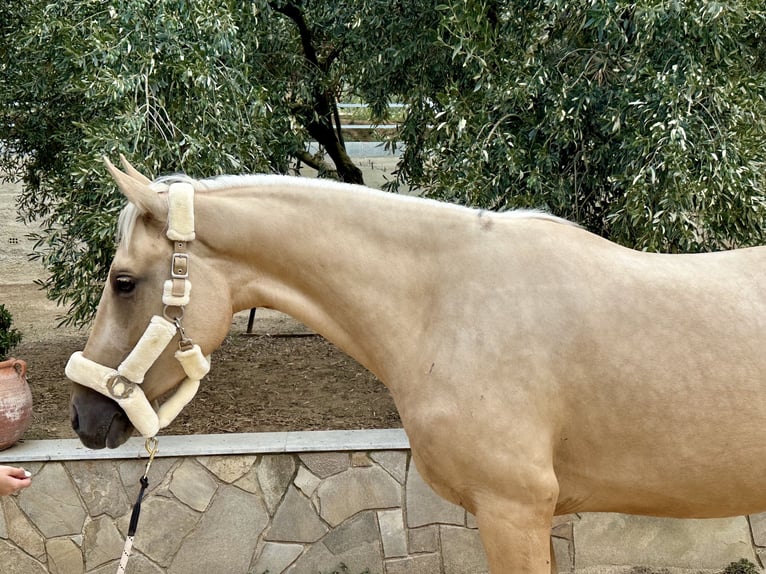 Cheval de sport espagnol Hongre 3 Ans 160 cm Palomino in Santa Eulalia De Ronçana