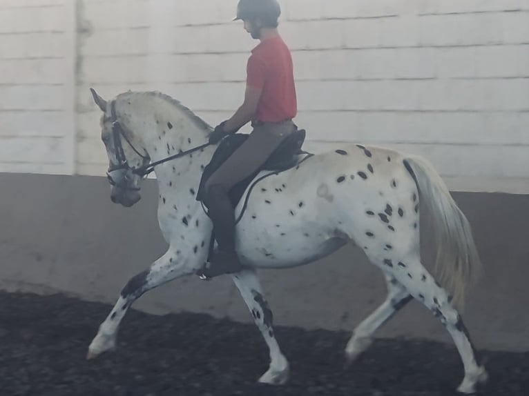 Cheval de sport espagnol Hongre 3 Ans 164 cm Léopard in Coin