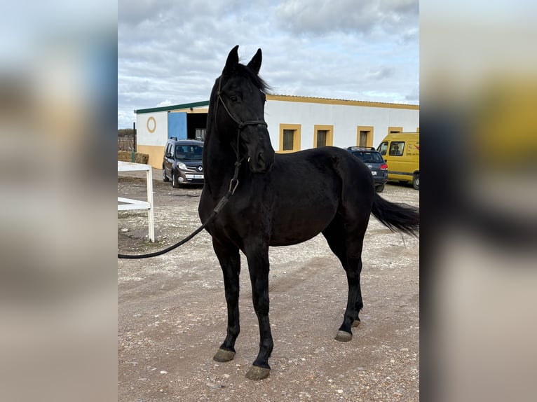 Cheval de sport espagnol Hongre 3 Ans 164 cm Noir in Cantalejo