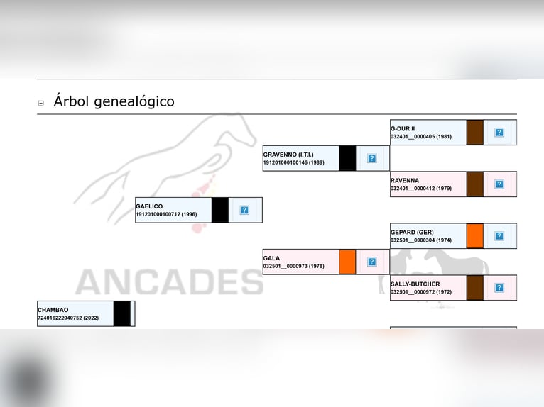 Cheval de sport espagnol Hongre 3 Ans 164 cm Noir in Cantalejo