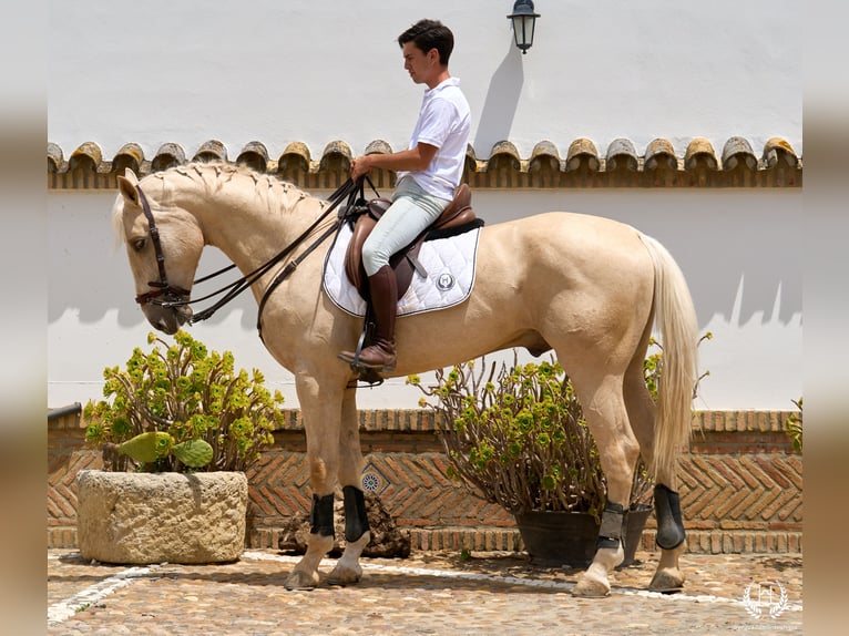 Cheval de sport espagnol Hongre 3 Ans 169 cm Palomino in Navalperal De Pinares