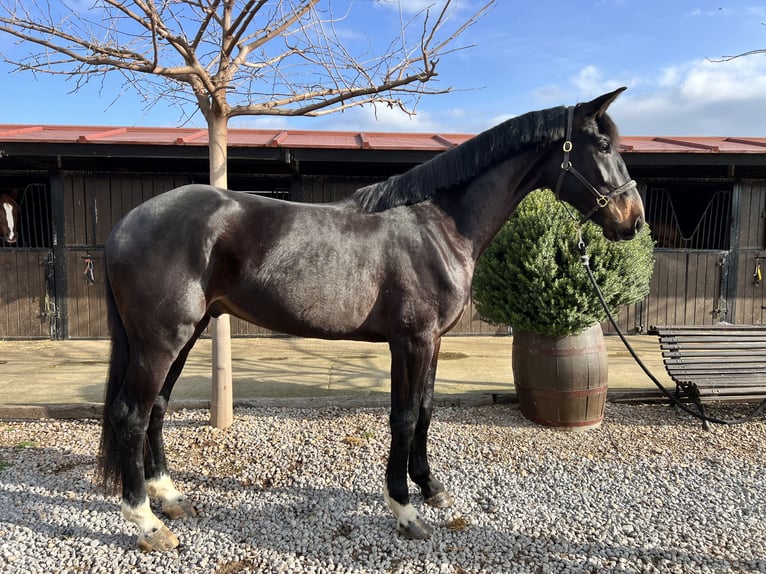 Cheval de sport espagnol Hongre 3 Ans 170 cm Bai brun in Logro&#xF1;o