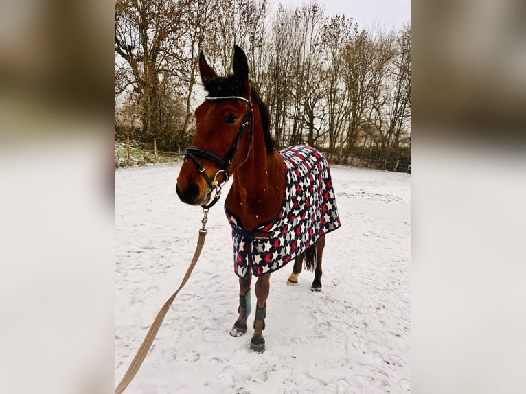 Cheval de sport espagnol Hongre 4 Ans 155 cm Bai in DortmundDortmund