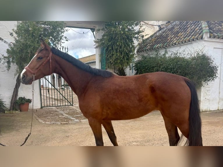 Cheval de sport espagnol Hongre 4 Ans 158 cm Bai in Jerez De La Frontera