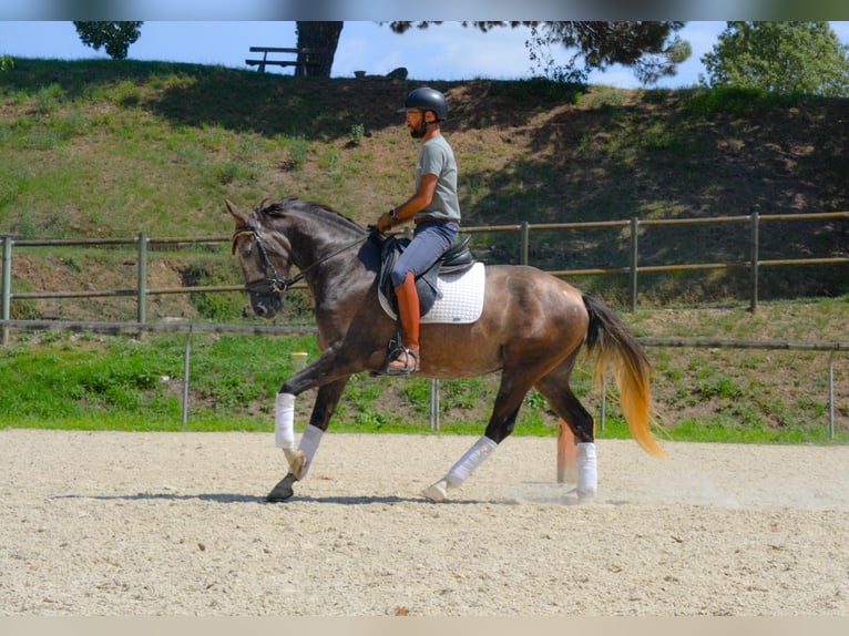 Cheval de sport espagnol Hongre 4 Ans 158 cm Gris in El Moli