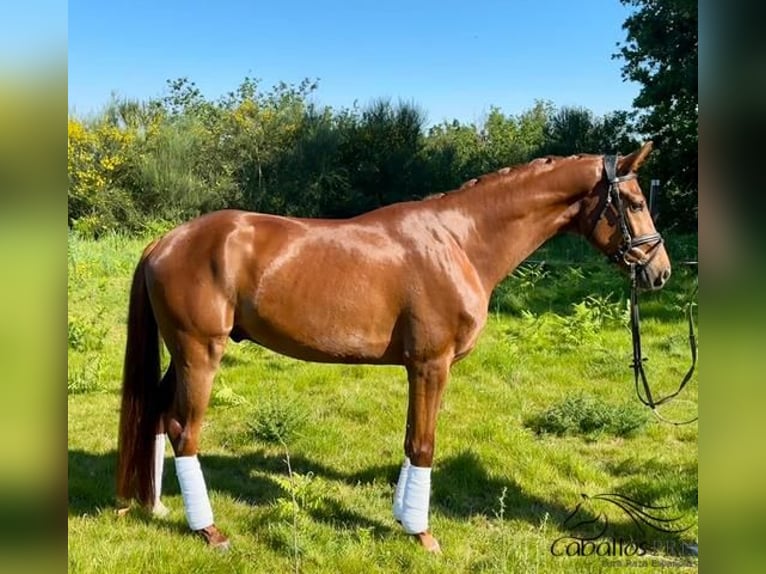 Cheval de sport espagnol Hongre 4 Ans 159 cm Alezan in Galicien