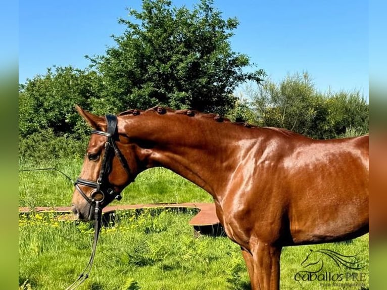 Cheval de sport espagnol Hongre 4 Ans 159 cm Alezan in Galicien