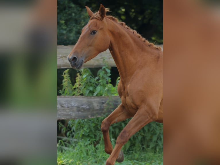 Cheval de sport espagnol Hongre 4 Ans 160 cm Alezan in Eickhof