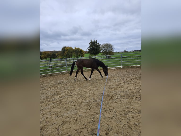 Cheval de sport espagnol Hongre 4 Ans 160 cm Bai in Hildesheim