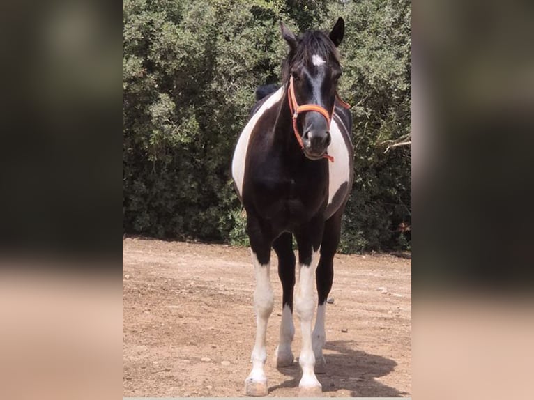 Cheval de sport espagnol Hongre 4 Ans 160 cm Tovero-toutes couleurs in Algaida