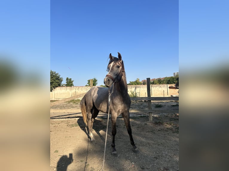 Cheval de sport espagnol Hongre 4 Ans 161 cm Noir in Pamplona/Iruña