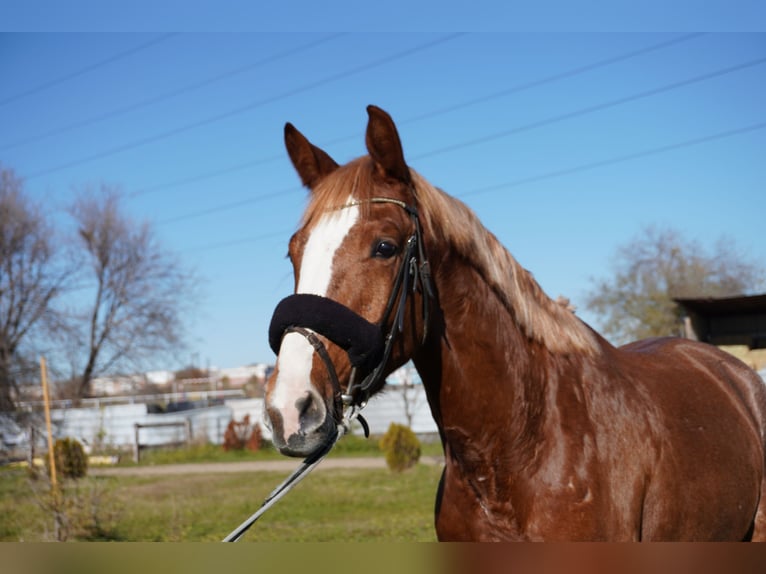 Cheval de sport espagnol Hongre 4 Ans 164 cm Alezan in Alcorc&#xF3;n