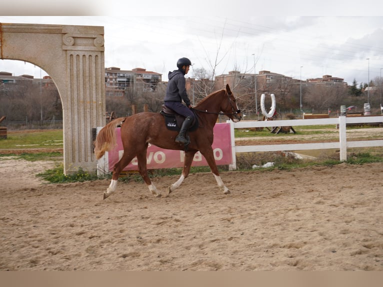 Cheval de sport espagnol Hongre 4 Ans 164 cm Alezan in Alcorc&#xF3;n