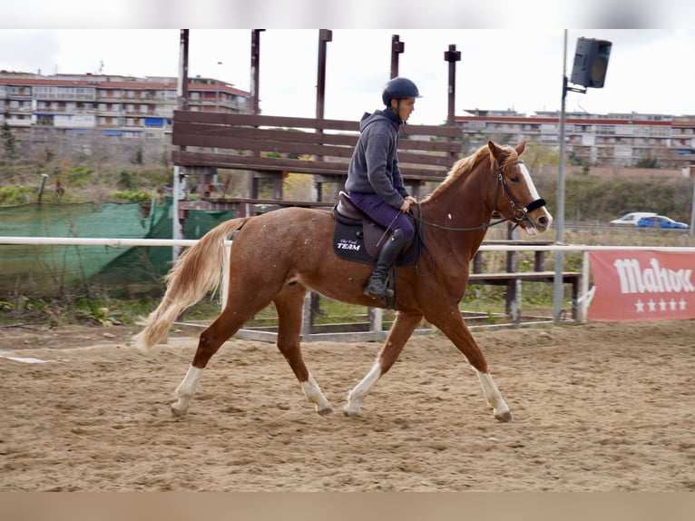 Cheval de sport espagnol Hongre 4 Ans 164 cm Alezan in Alcorc&#xF3;n