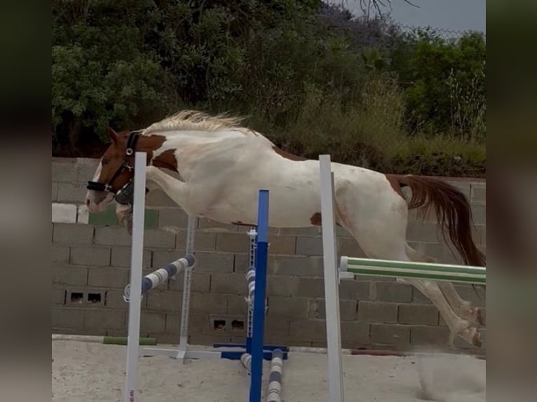 Cheval de sport espagnol Hongre 4 Ans 164 cm  in Villamarchante