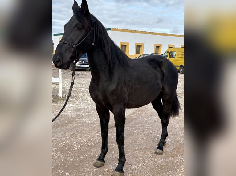 Cheval de sport espagnol Hongre 4 Ans 164 cm Noir in Cantalejo