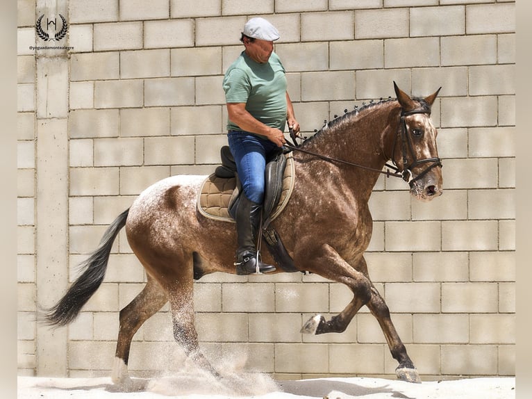 Cheval de sport espagnol Hongre 4 Ans 170 cm Léopard in Navalperal De Pinares