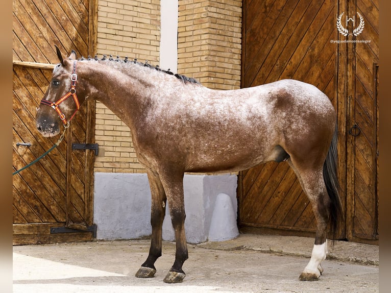 Cheval de sport espagnol Hongre 4 Ans 170 cm Léopard in Navalperal De Pinares