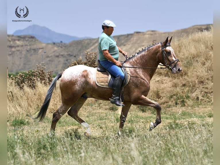 Cheval de sport espagnol Hongre 4 Ans 170 cm Léopard in Navalperal De Pinares