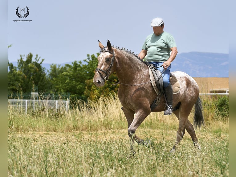 Cheval de sport espagnol Hongre 4 Ans 170 cm Léopard in Navalperal De Pinares