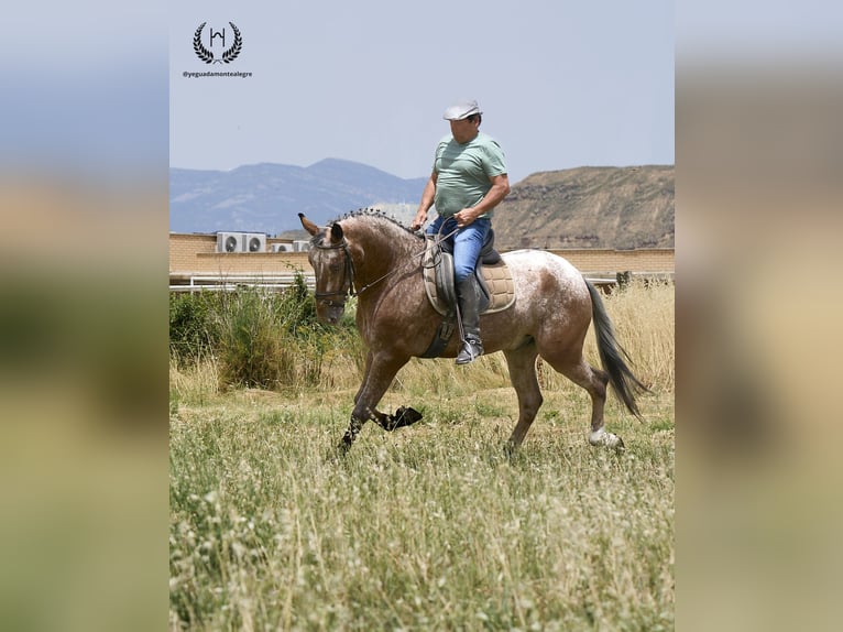 Cheval de sport espagnol Hongre 4 Ans 170 cm Léopard in Navalperal De Pinares