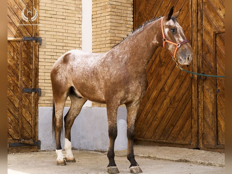 Cheval de sport espagnol Hongre 4 Ans 170 cm Léopard in Navalperal De Pinares