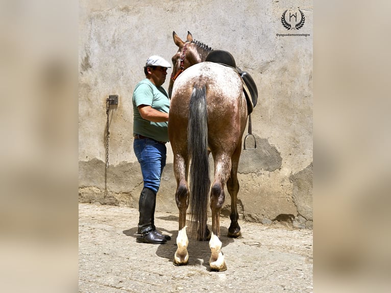 Cheval de sport espagnol Hongre 4 Ans 170 cm Léopard in Navalperal De Pinares