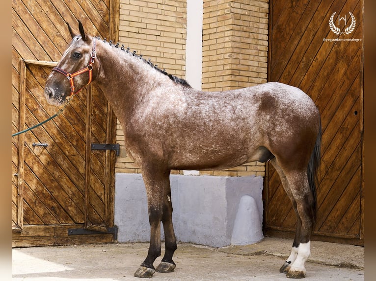 Cheval de sport espagnol Hongre 4 Ans 170 cm Léopard in Navalperal De Pinares