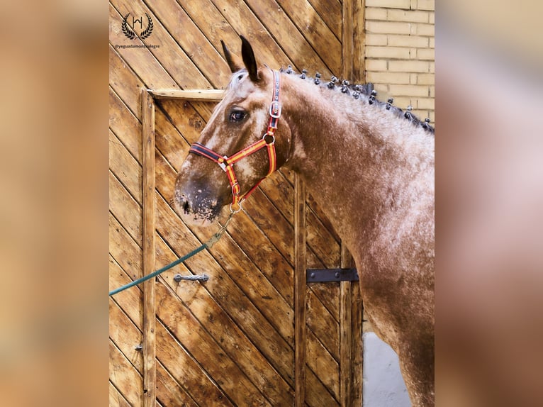 Cheval de sport espagnol Hongre 4 Ans 170 cm Léopard in Navalperal De Pinares