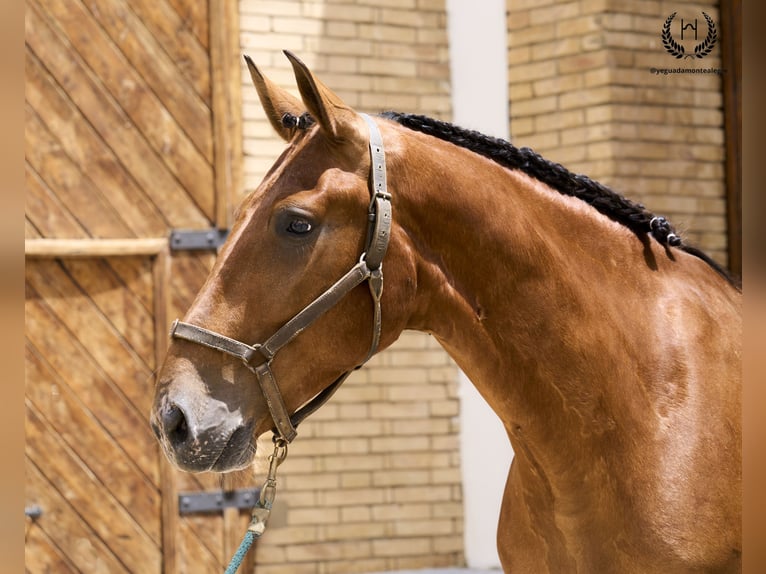 Cheval de sport espagnol Hongre 4 Ans 175 cm in Navalperal De Pinares